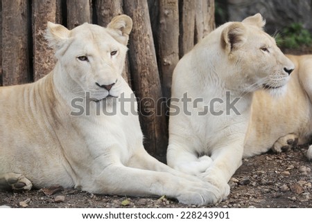 Two White Lions Showing the Love between himself
