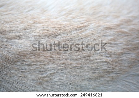Close up puppy Lab Dog fur natural textures