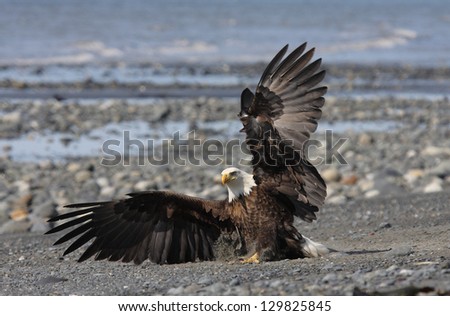 A Bald eagle chases another away from its catch on the beach at Anchor Point, Alaska.