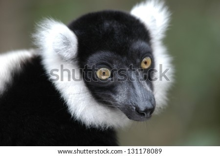 Photos of Africa,Monkey Land - Black and white Ruffed Lemur