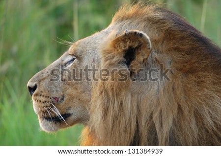 Photos of Africa, Male Lion head