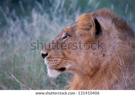 Photos of Africa, Lion Head looking away