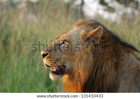 Photos of Africa, Lion Head