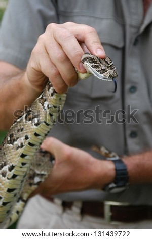Photos of Africa, Snake Puff adder head hold by man