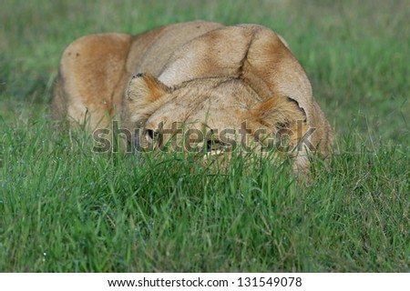 Photos of Africa, Lion stalking