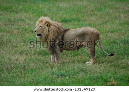 Photos of Africa, Male Lion