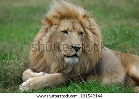 Photos of Africa, Male Lion head shot
