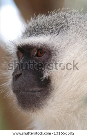 Photos of Africa, Monkeys face look away