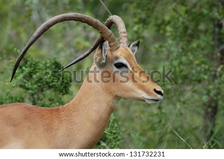 Photos of Africa,Male Impala head distorted horns
