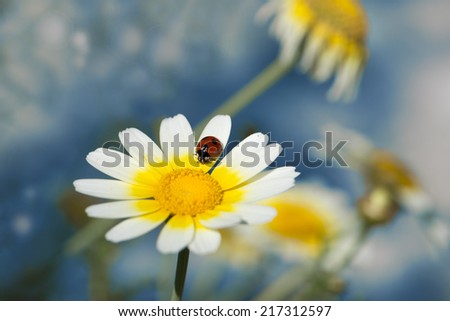 Lady bug on daisy