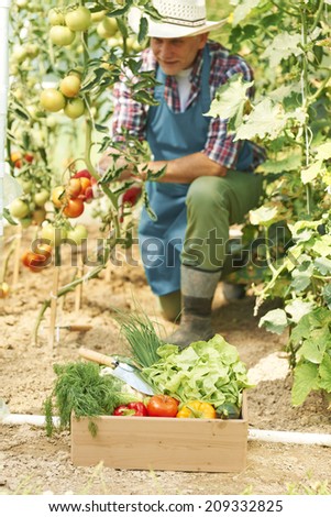 Mature man during work in greenhouse