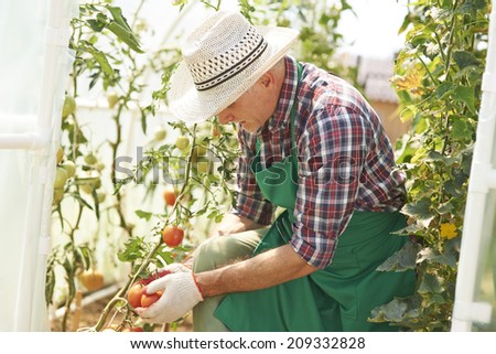 Mature man working in greenhouse