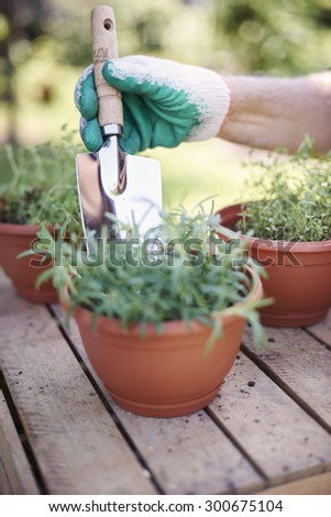 Fresh herbs need some caring