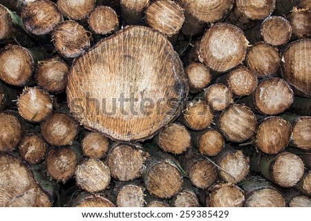 picture of cut trees - useful for background, presentations or as texture