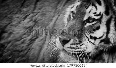 Black and White Tiger
