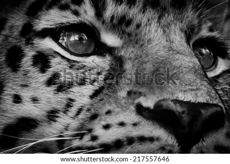 Black and White Amur Leopard