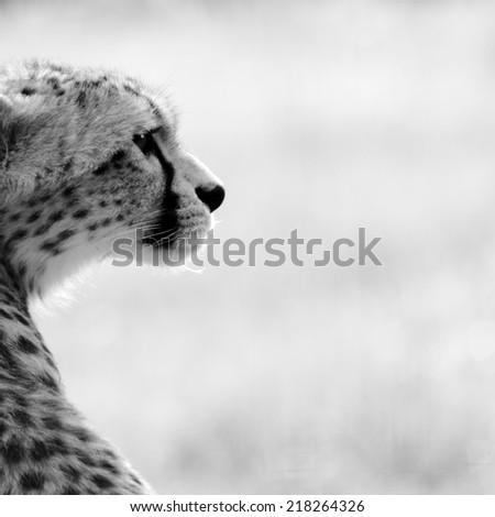 Cheetah in Black and White