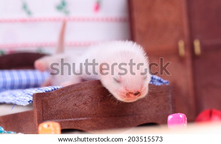 Male ferret baby in the doll house sleeps on a little bed
