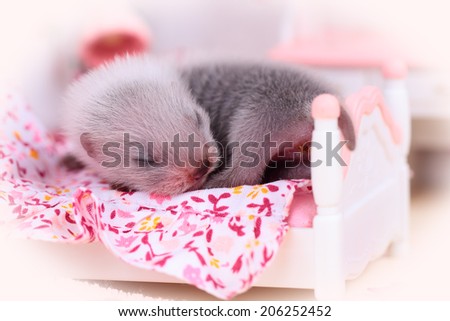 Female ferret baby in the doll house sleeps on a little bed