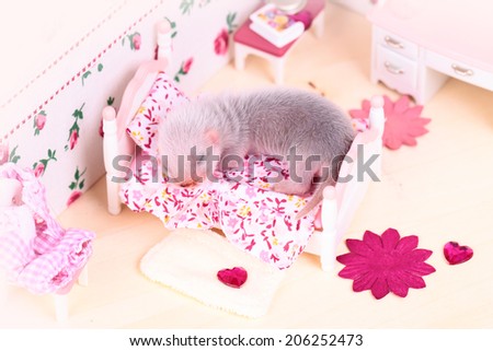 Female ferret baby in the doll house sleeps on a little bed