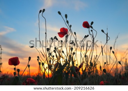 Red poppy flowers on the dusk background