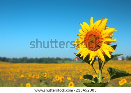 Blooming sunflower on the blue sky background