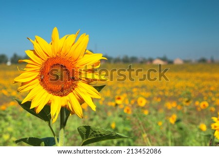 Blooming sunflower on the blue sky background