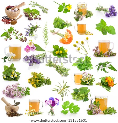 Set of fresh blooming medicative herbs, leaves, plants, isolated on a white background