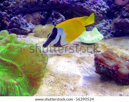 stock photo : coral reef fish