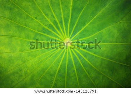 Lotus leaf surface,Lotus leaf texture