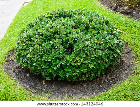 bush trim a sphere