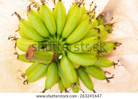 Green bananas in plastic ripening bags on tree
