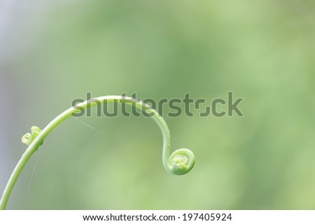 Green vine