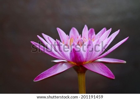 Lotus flower on black background
