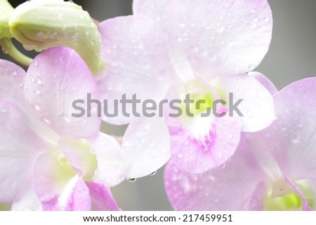 Pink Orchid plants