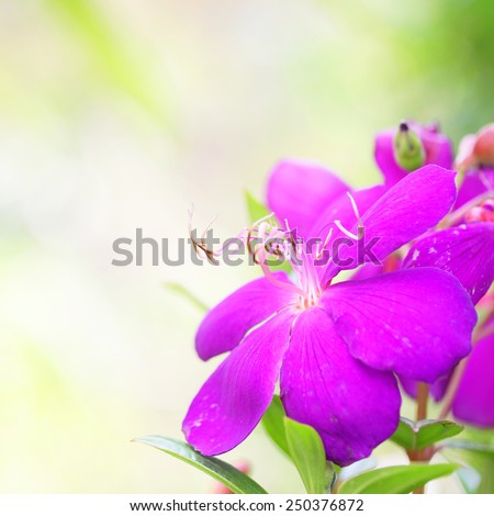 Purple hawaii flowers