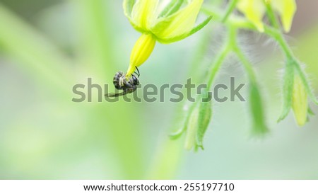 Tomato flower and bee