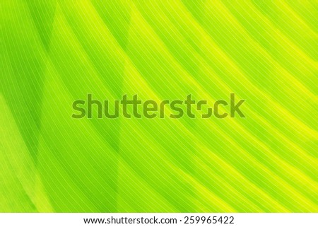 shade green leaf texture