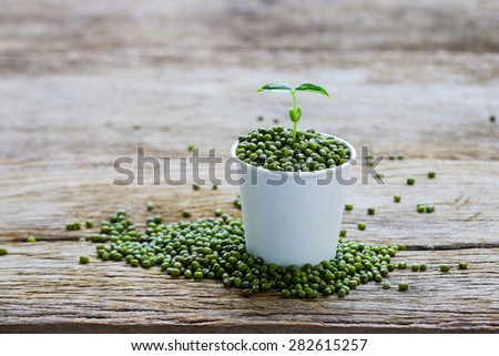 Growing green sprout bean in white cup on wood table