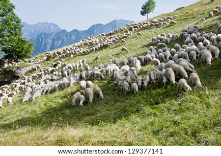Sheep: a flock of sheep grazing on a mountain meadow