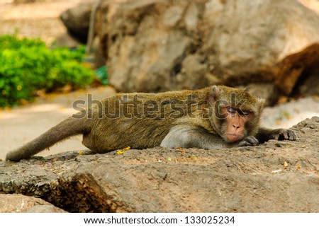 a monkey sleeps in one tourist attraction of Thailand