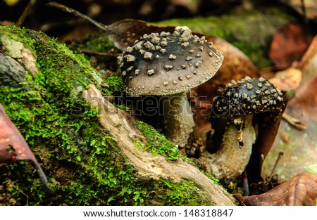 forest black fungi happens wood has to moss green  is damp