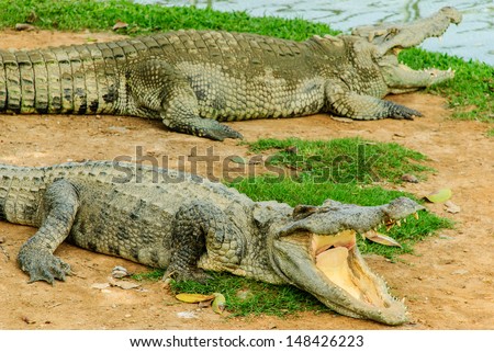 two big crocodile is sleeping down to open the mouth beside a swamp
