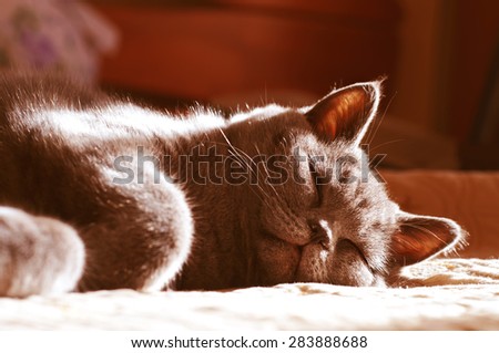 British shorthair cat sleeping on the couch basking in the afternoon sun