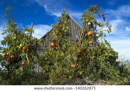 Autumn bushes Tomatoes, Podlasie-Polish