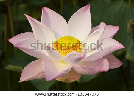 a beautiful sacred lotus opening in the sun