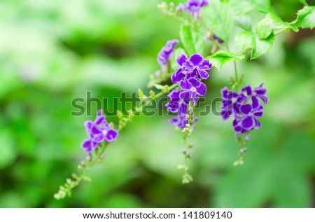 Golden dewdrop, sky flower or pigeon berry, Duranta erecta \'Geisha Girl\', is named for the golden berries not the blue flowers