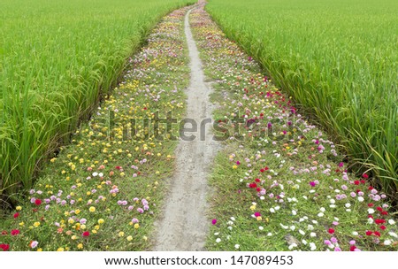 wild flowers growing by a country road
