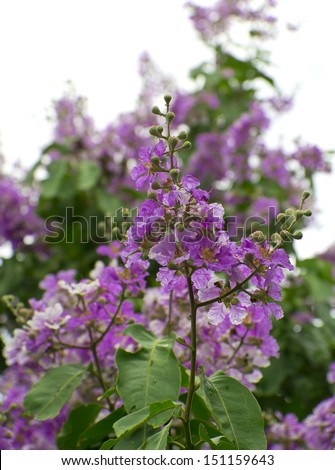 Lagerstroemia speciosa or jarul flower of Indian subcontinent
