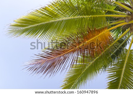 Palm frond with the sun lighting up its bright green fronds against blue sky